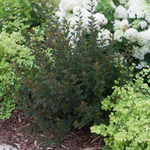 Physocarpus opulifolius 'SMNPOTW' - Tiny Wine® Ninebark