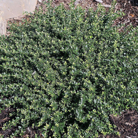 Ilex crenata 'Helleri' - Helleri Japanese Holly