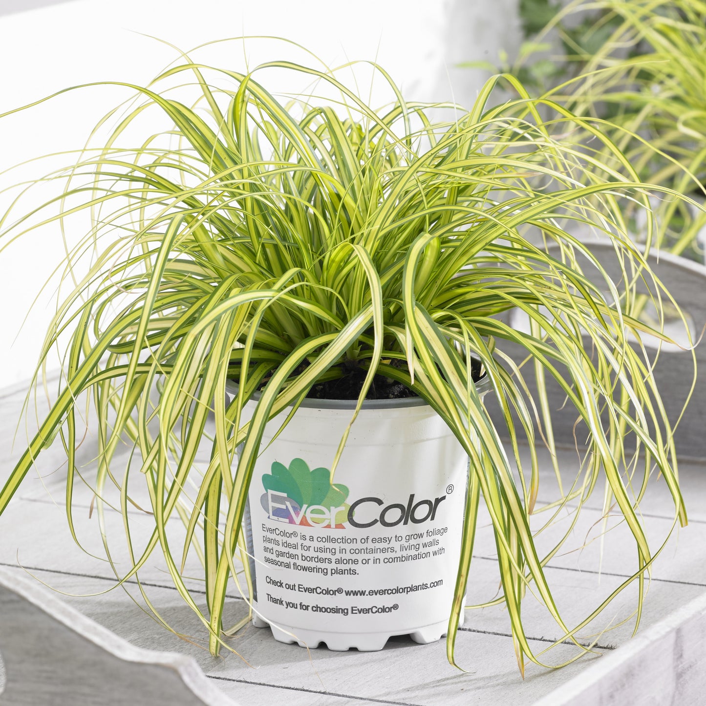 Carex oshimensis 'Eversheen' PP25938 - Evercolor® Eversheen Variegated Sedge