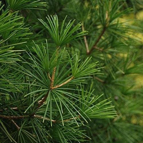 Sciadopitys verticillata 'Wintergreen' - Wintergreen Umbrella Pine