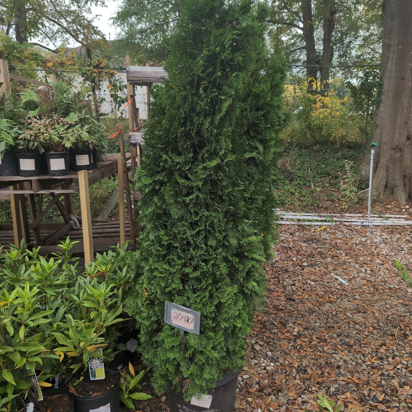 Thuja occidentalis 'Smaragd' - Emerald Green Arborvitae