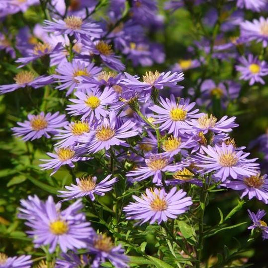 Aster laevis - Smooth Aster