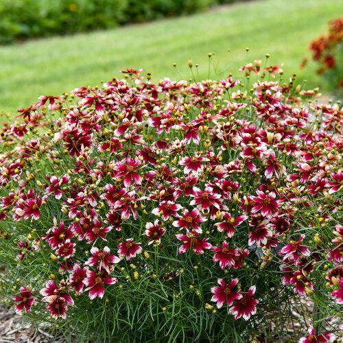 Coreopsis verticillata 'Heartstrings' - Designer Threads™ Heartstrings Coreopsis