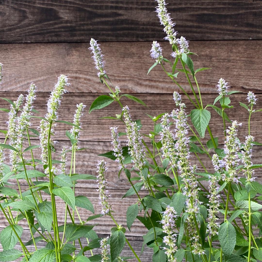 Agastache foeniculum 'Blue Fortune' - Blue Fortune Giant Hyssop