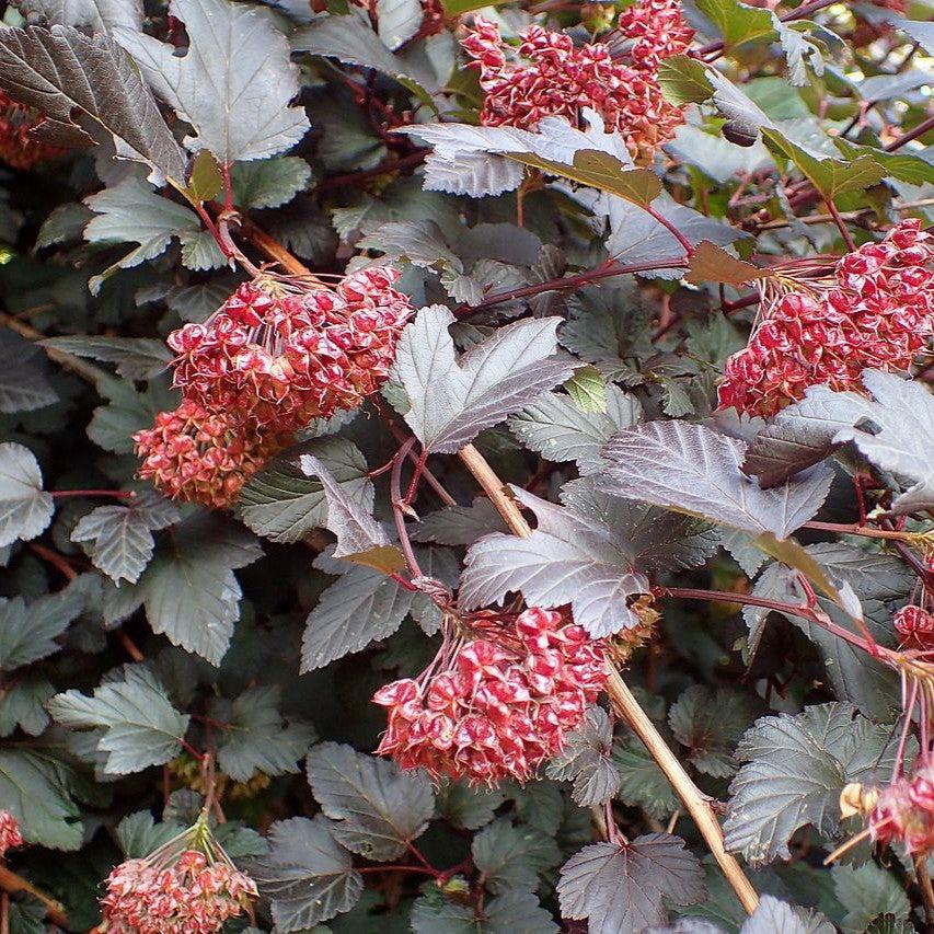 Physocarpus opulifolius 'Monlo' - Diablo® Ninebark