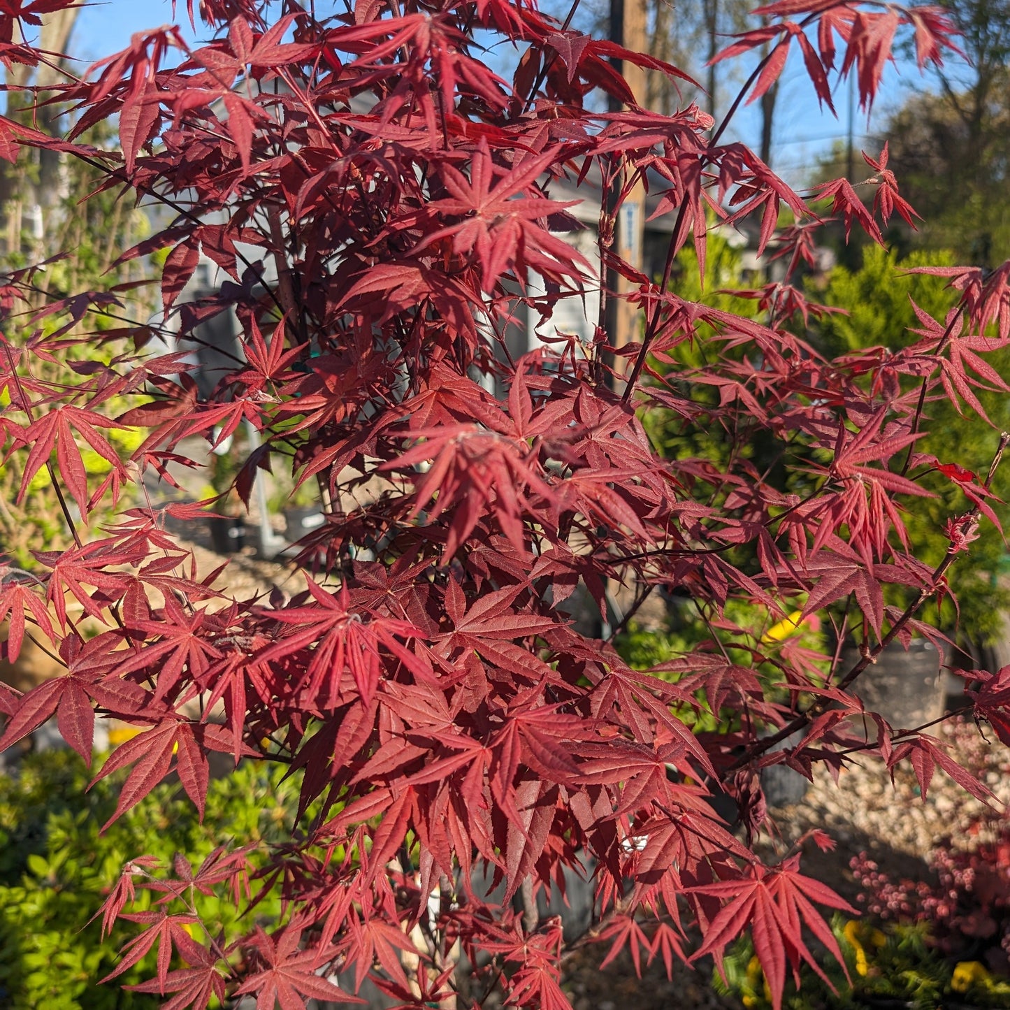 Acer palmatum 'Bloodgood' - Japanese Maple 'Bloodgood'