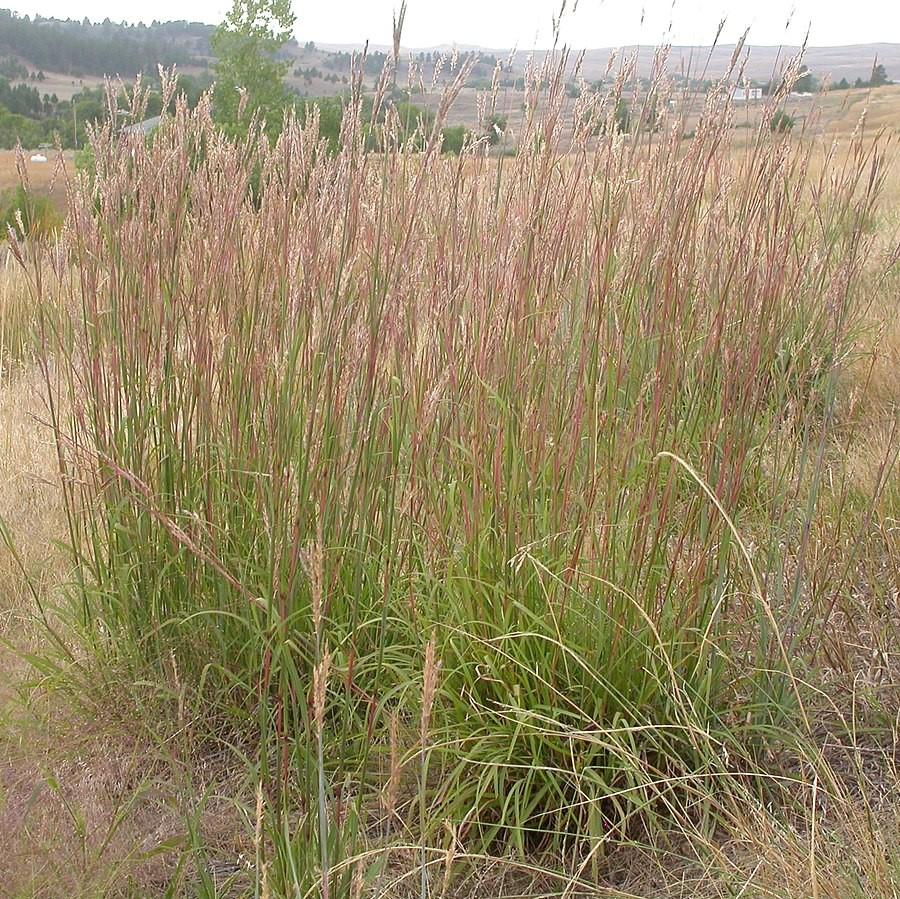 Andropogon gerardii - Big Bluestem