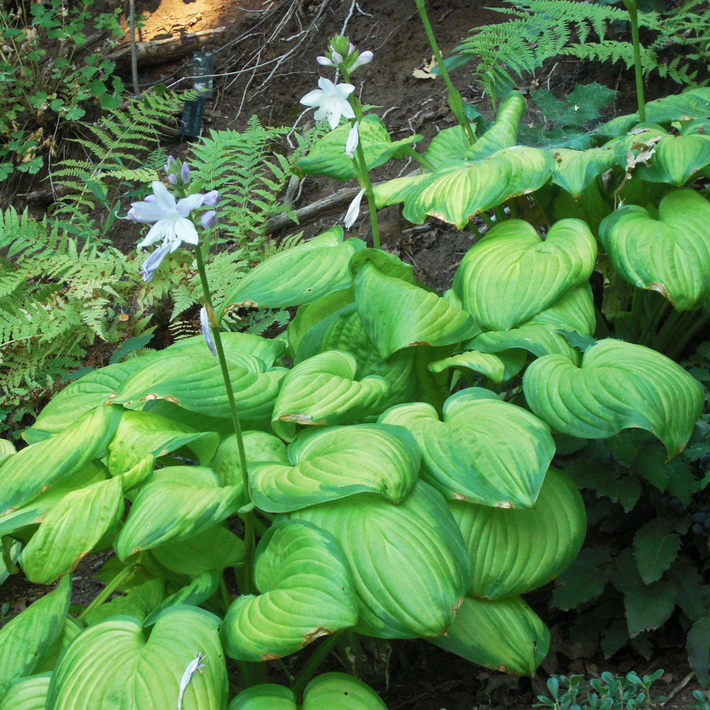 Hosta 'Stained Glass' - Stained Glass Hosta