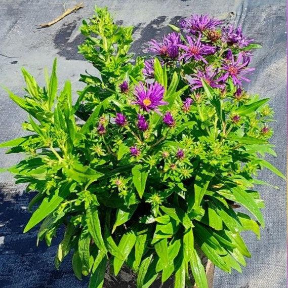 Aster novae-angliae 'Grape Crush' - Grape Crush New England Aster