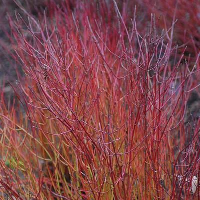 Cornus sericea 'Kelseyi' - Kelseyi Red Twig Dogwood