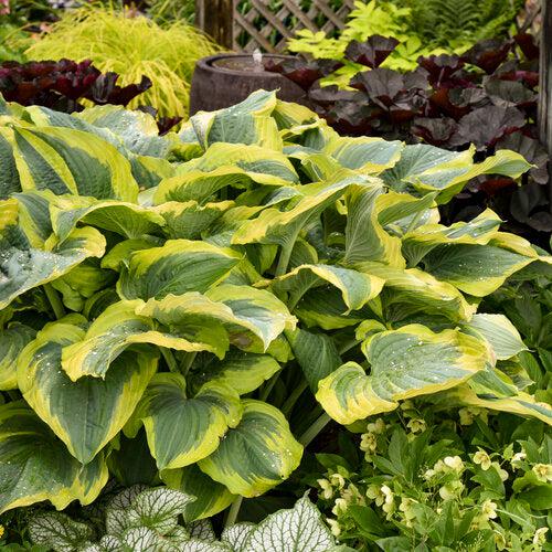 Hosta 'Seducer' 22,413 - PW® Shadowland® Seducer Hosta