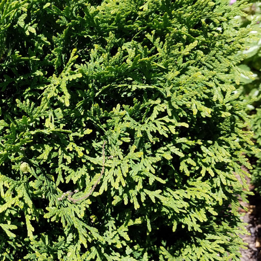 Thuja occidentalis 'Hetz Midget' - Hetz Midget Arborvitae, Mini Arborvitae