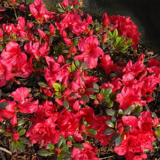 Azalea kaempferi 'Johanna' - Johanna Azalea