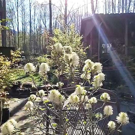 Fothergilla x intermedia 'Blue Shadow' - Blue Shadow Fothergilla