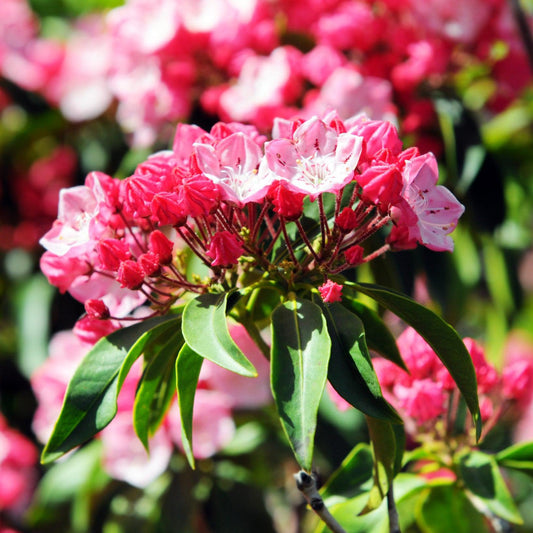Kalmia latifolia 'Nipmuck' - Nipmuck Mountain Laurel