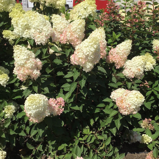 Hydrangea paniculata 'Bokomarus' - Magical® Ruby Snow Hydrangea
