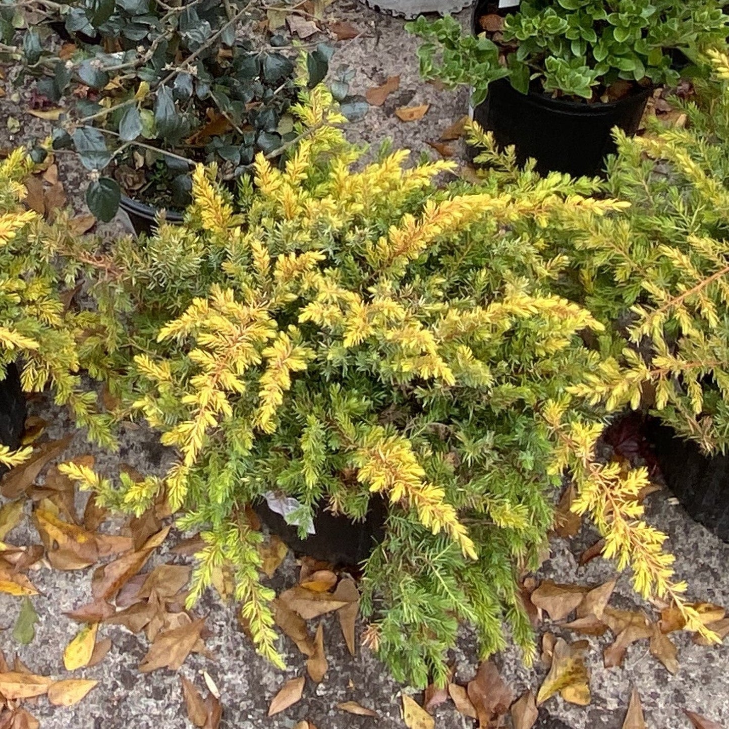 Juniperus conferta 'sPg-3-016' - Golden Pacific™ Juniper