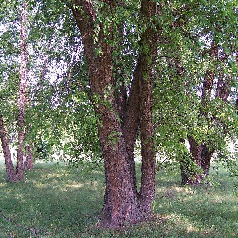 Betula nigra - River Birch
