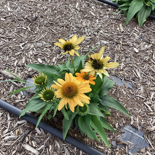 Echinacea purpurea 'SunMagic Vintage Mango' - SunMagic® Vintage Mango Echinacea