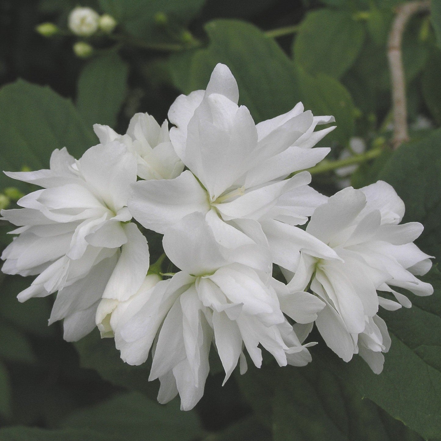 Philadelphus 'Buckleys Quill' - Buckleys Quill Mockorange