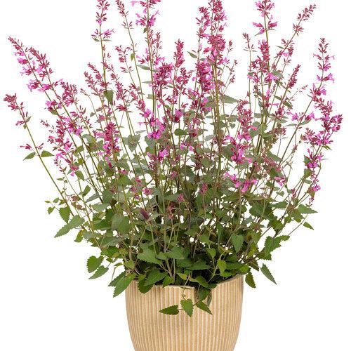 Agastache 'Royal Raspberry' - Meant to Bee® Royal Raspberry Agastache