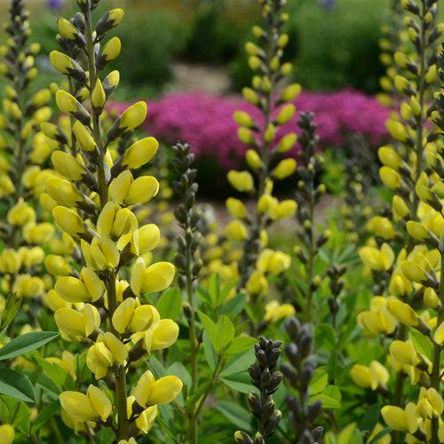 Baptisia 'Lemon Meringue' - Decadence® Lemon Meringue Baptisia