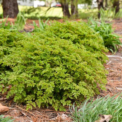 Aruncus 'Chantilly Lace' - Chantilly Lace Goat's Beard