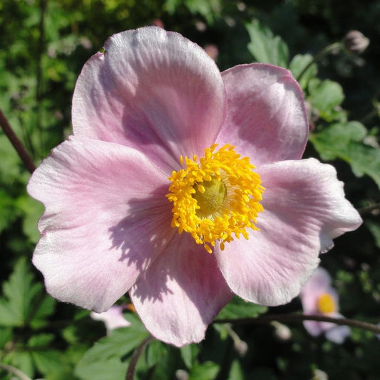 Anemone tomentosa 'Robustissima' - Robustissima Grape Leaf Anemone