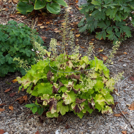 Heuchera 'Guacamole' - Guacamole Heuchera
