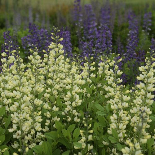 Baptisia 'Vanilla Cream' - Decadence® Vanilla Cream False Indigo