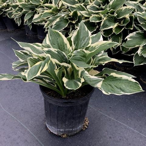 Hosta 'Patriot' - Patriot Hosta