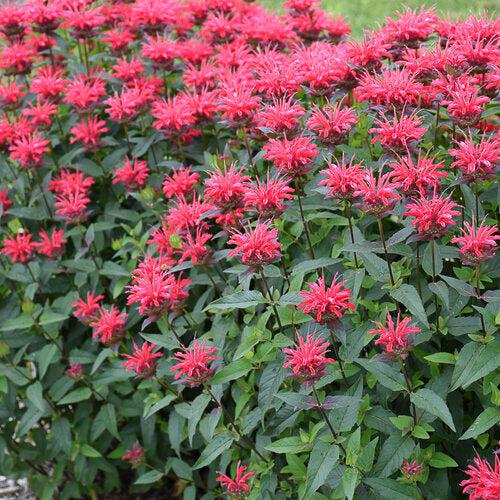 Monarda 'Red Velvet' - PW® Upscale® Red Velvet Bee Balm
