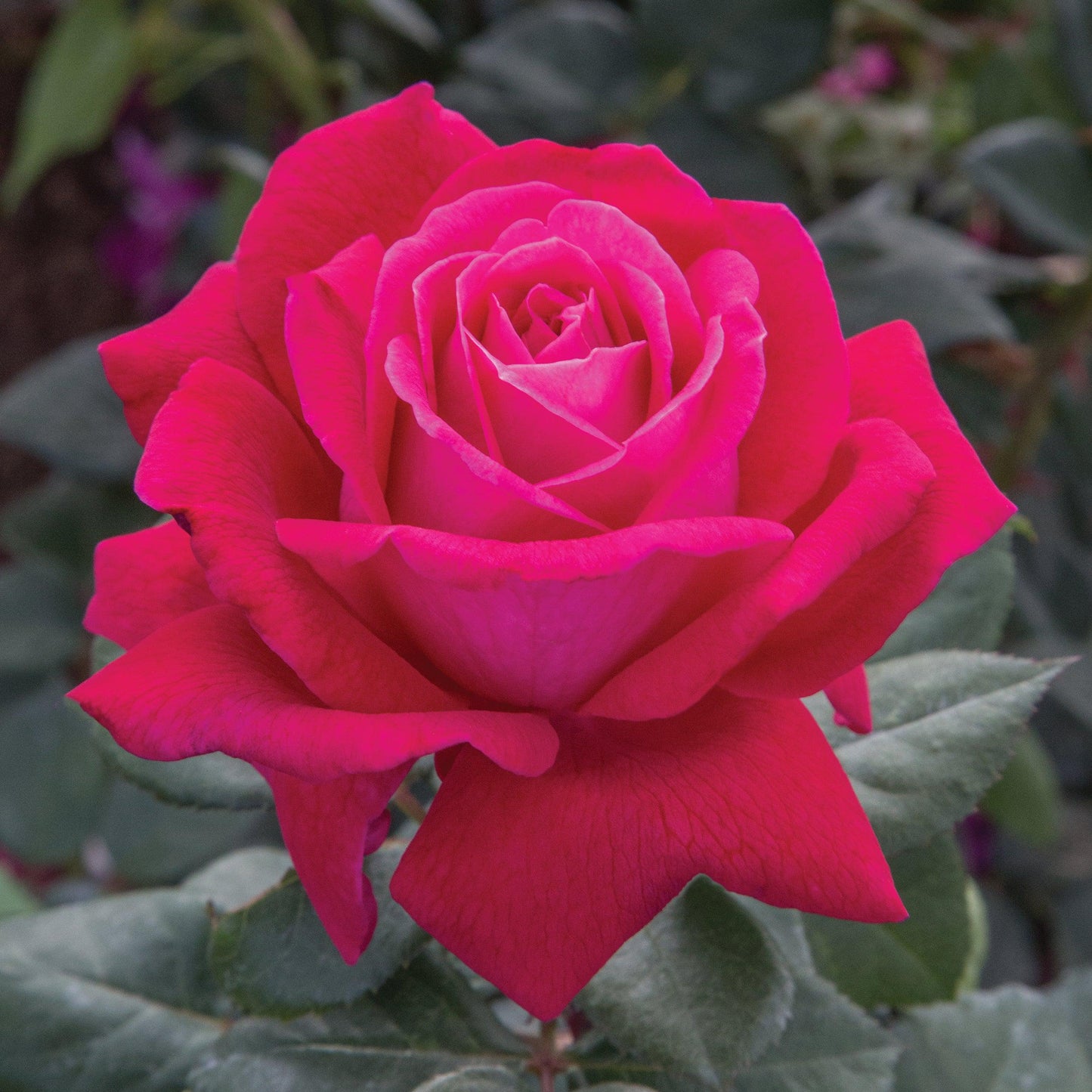 Rosa 'Meithatie' PP 30,860 - Bloomables® Sweet Spirit™ Rose