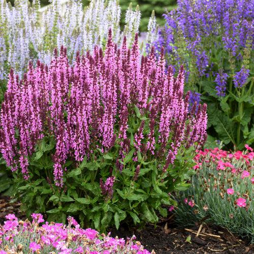 Salvia nemorosa ‘Pink Profusion’ - Pink Profusion Meadow Sage