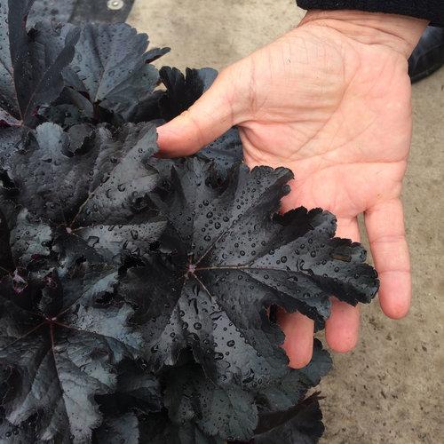Heuchera villosa 'Black Pearl' - Primo® Black Pearl Coral Bells