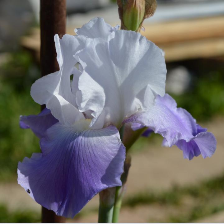 Iris germanica 'Clarence' - Clarence Bearded Iris