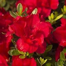 Rhododendron ‘Robleza’ - Encore® Autumn Bonfire™ Azalea