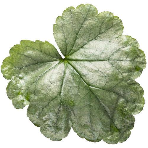 Heuchera 'Dolce Spearmint' PP31281 - Dolce® Spearmint Heuchera