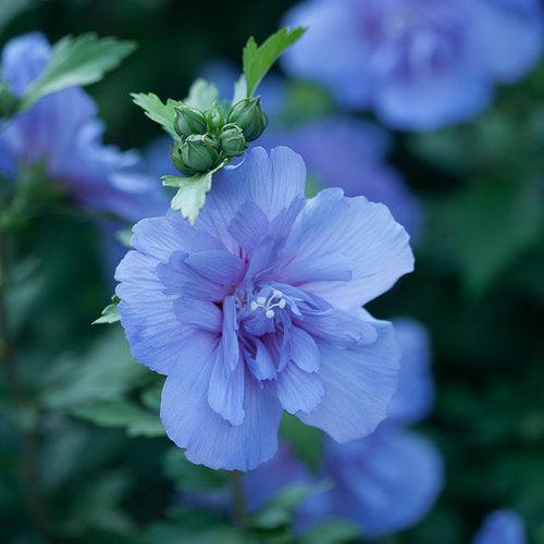 Hibiscus syriacus 'Notwoodthree' - Blue Chiffon® Hibiscus