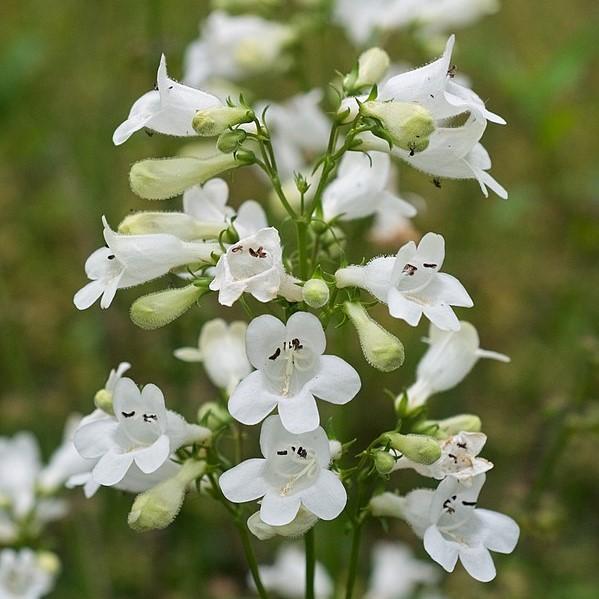 Penstemon digitalis - Beardtongue