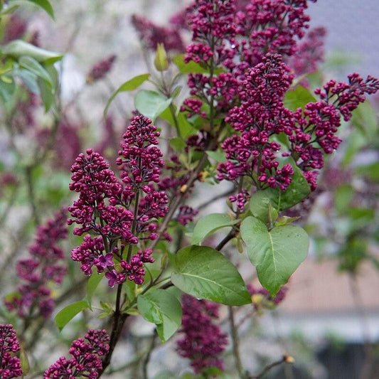 Syringa 'Bailbridget' - First Editions® Virtual Violet® Lilac