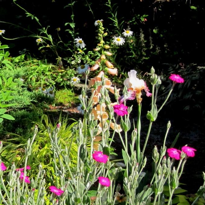Digitalis purpurea 'Dalmatian Peach' - Dalmatian Peach Foxglove