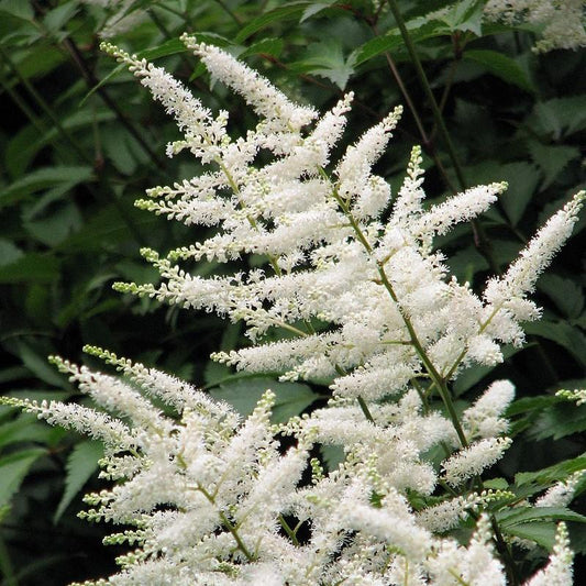 Astilbe japonica 'Deutschland' - Deutschland Japanese Astilbe