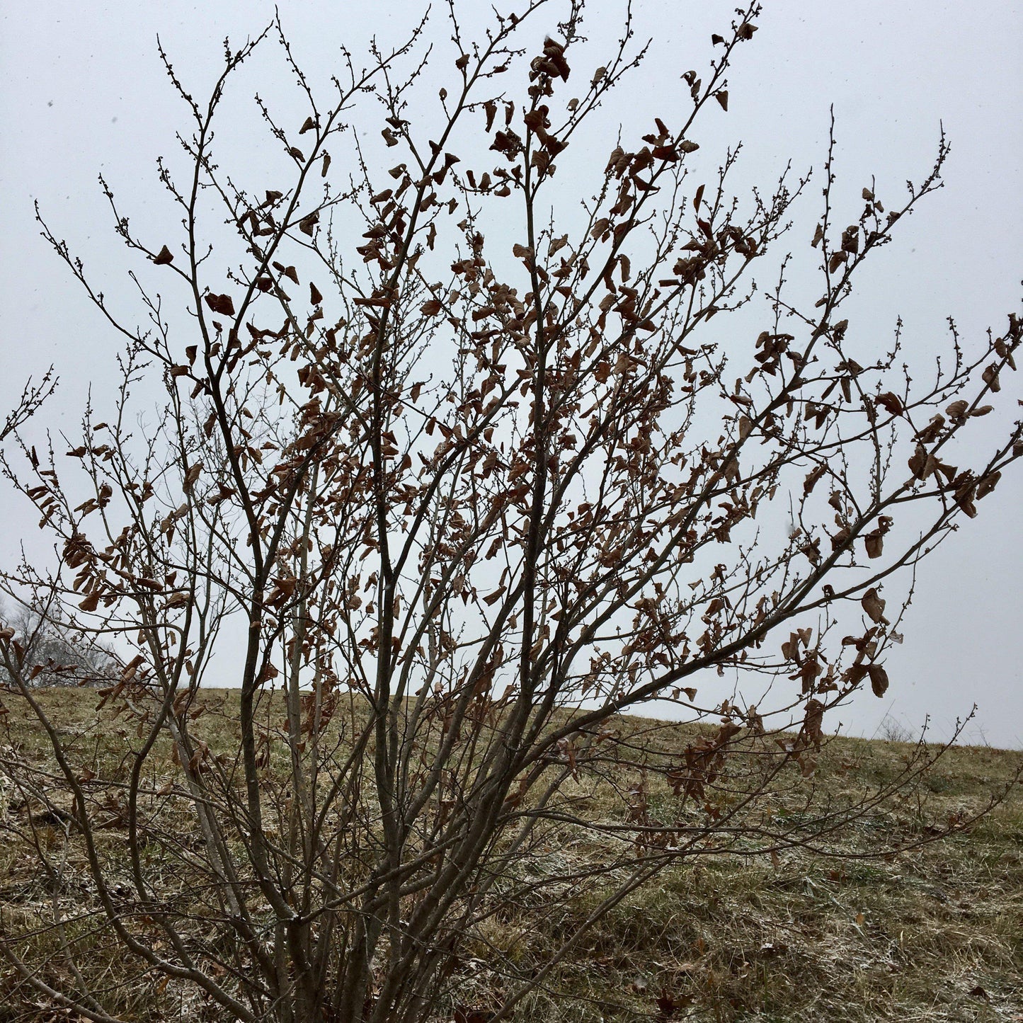 Corylus americana - Hazelnut, American Filbert