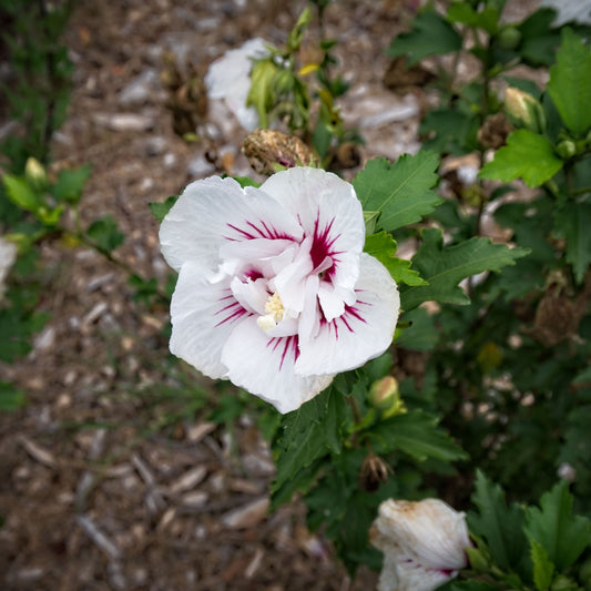 Hibiscus syriacus 'MINFREN' - First Editions® Bali™ Hibiscus