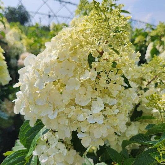 Hydrangea paniculata 'Bokropiav' - Love-A-Lot™ Pink Hydrangea