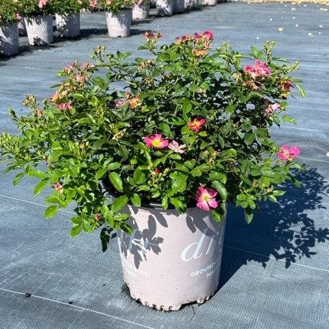 Rosa 'Meijocos' PP#18,874 - Pink Drift® Rose