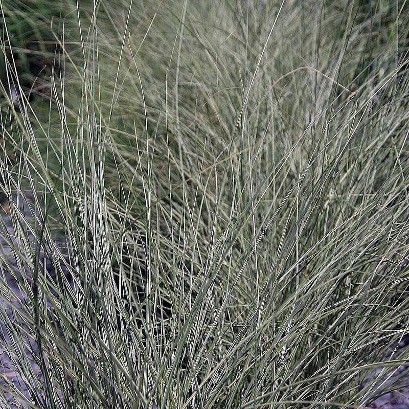 Miscanthus sinensis 'Morning Light' - Morning Light Maiden Grass