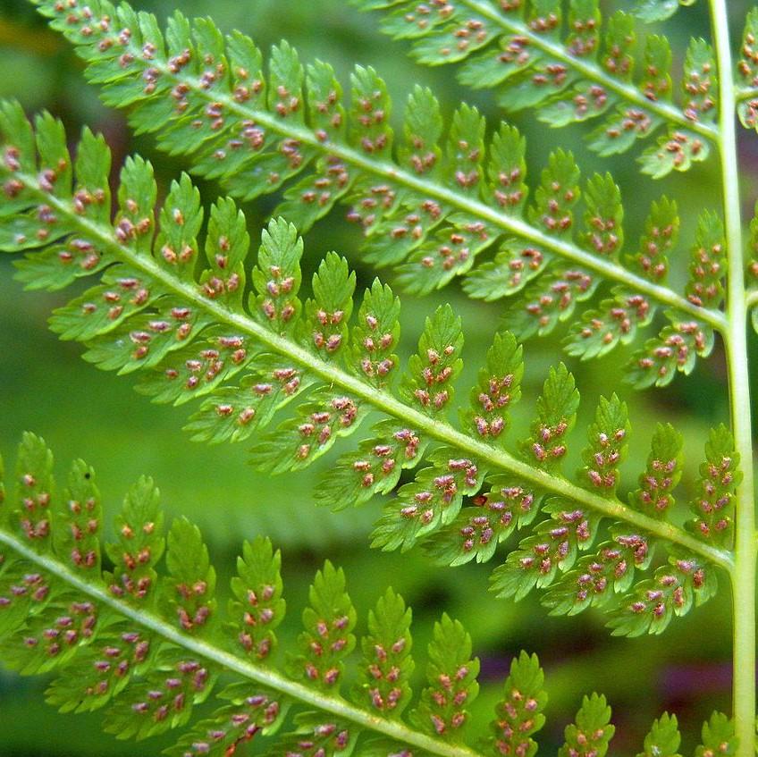 Athyrium filix-femina - Lady Fern