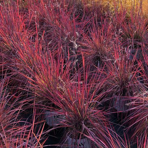 Schizachyrium scoparium 'Blue Paradise' - 'Blue Paradise' Little Bluestem